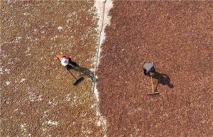 色差寶在油茶顏色測量中的應用